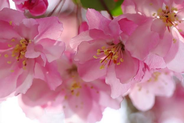 https://cdn.pixabay.com/photo/2020/04/15/06/20/flower-apples-5045248_1280.jpg